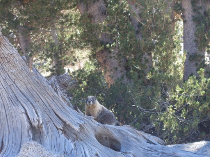Our first marmot sighting.